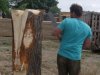 Drevosochani 2014 (1)
