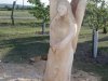 Drevosochani 2014 (10)