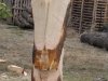 Drevosochani 2014 (3)