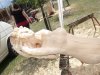 Drevosochani 2014 (58)