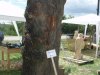 Drevosochani 2014 (86)