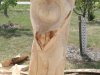 Drevosochani 2014 (9)