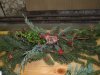 vence 2015 (51)